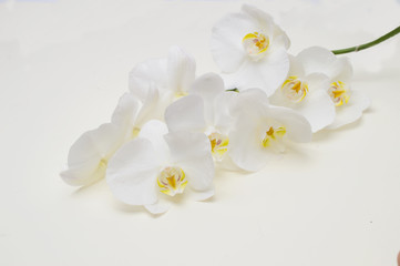 Fototapeta na wymiar romantic branch of white orchid on beige background.