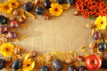 Fototapeta Jesienne tło na tkaninie z juty, wokół liście, śliwki, żółte kwiaty, kasztany, orzechy i jarzębina obraz
