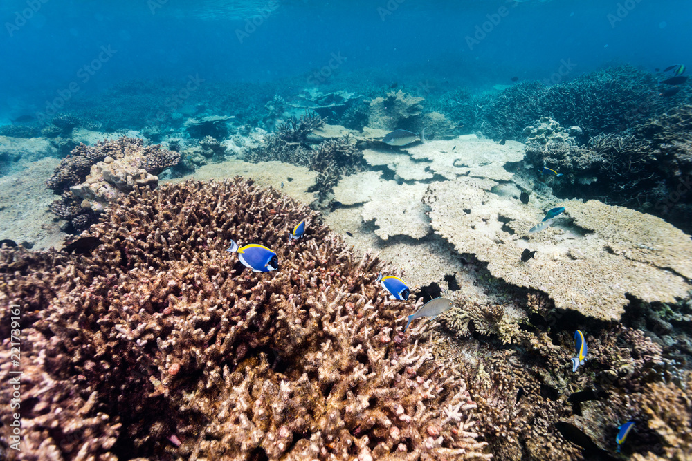 Wall mural Coral reef underwater