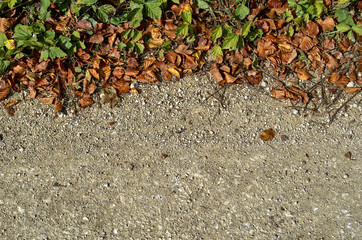 autumn leaves on the ground