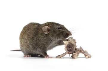 Rat gnaws bone.