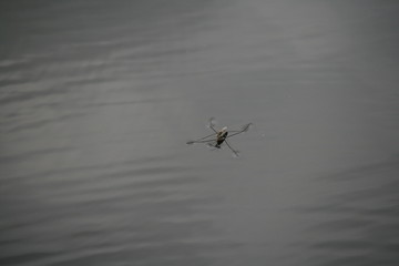 Wasserläufer / Oberflächenspannung 3