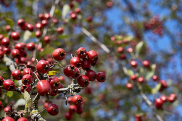 red briarberries against the sky