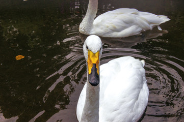 オオハクチョウ