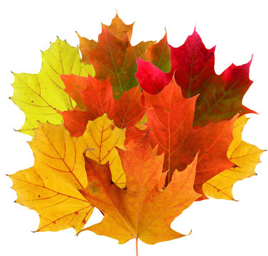 Colorful bouquet of maple leaves in fall