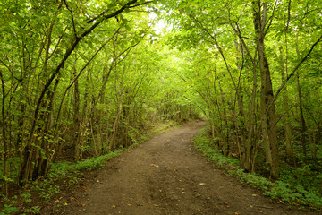 Road in deciduous forest at summer.