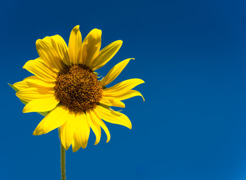 sunflower in front of blue sky