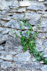 Stone background with ivy/ Old wall witn greens / Rock and plants