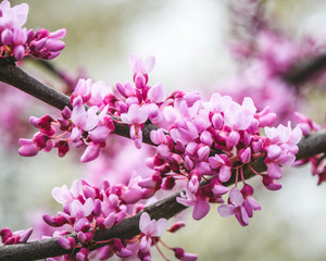 Macro Of The Pink And Purple Blossoms Of The Eastern Redbud (Cercis Canadensis)