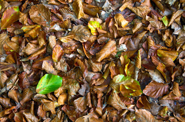 autumn leaves on the ground