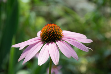 Macro Of A Purple Coneflower (Echinacea) With A Green Bokeh