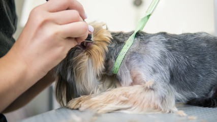  care for yorkshire terrier