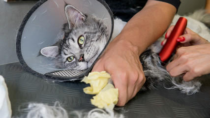 Professional Maine Coon Cat Grooming close-up.