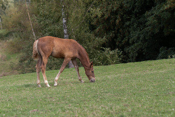 Obraz premium Fohlen grast auf der Wiese