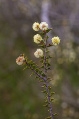 Flowers of the Ploughshare Wattle (Acacia gunnii) shrub