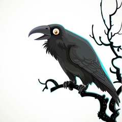 Black raven sits on a tree branch isolated on a white background