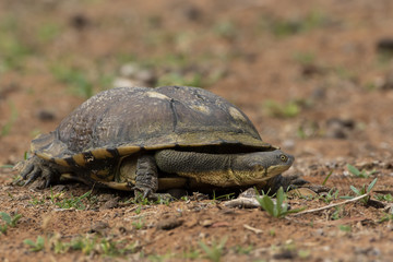Snake-necked Turtle (Chelodina longicollis)