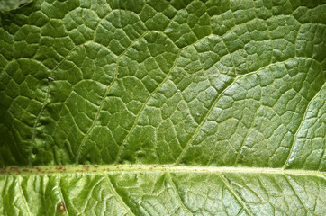 green burdock leaves on the ground