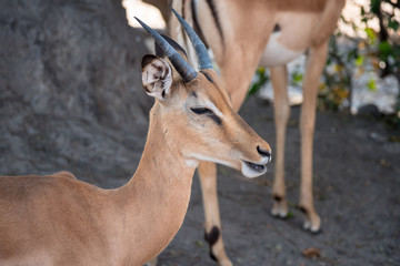 Impala in Chobe National Park, Botswana