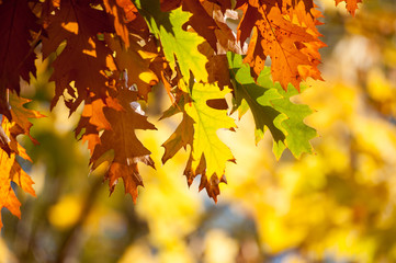 Autumnal leaves hanging from tree on blurry background