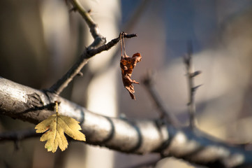Dried leaf  hanging from branch in park