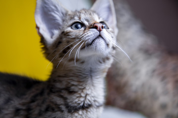 Kitten Savannah F1 at home