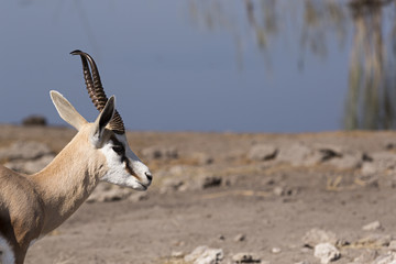 Gacela en el parque nacional de Etosha en Namibia, África.