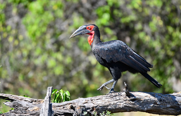 Southern Ground Hornbill