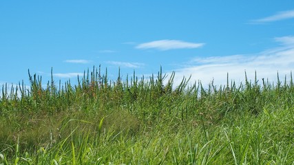 青空と草原