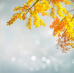 autumn yellow leaves and blue and gray sky bokeh background with sun beams