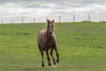 Schwebephase im Galopp