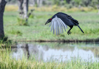 Southern Ground Hornbill