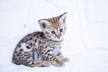 F1 Savannah kitten on a white background