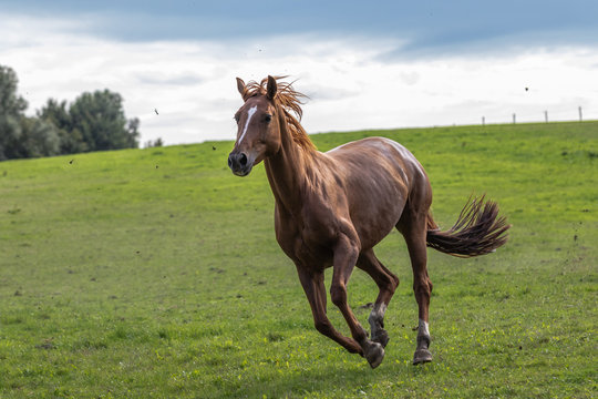 voller Galopp auf der Wiese