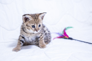 Naklejka premium F1 Savannah kitten on a white background