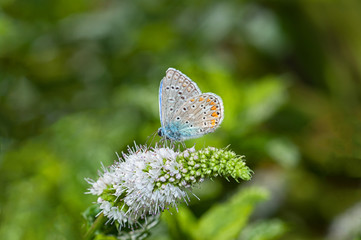 Butterfly feeding on a mint flower