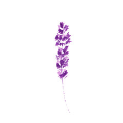 Lavender flower watercolor illustration. Straight lavender branch. Wedding and Valentines day greeting cards floral design. Love and marriage. Single lavender twig. Isolated raster