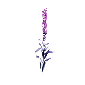 Lavender flower watercolor illustration. Straight lavender branch. Wedding and Valentines day greeting cards floral design. Love and marriage. Single lavender twig. Isolated raster