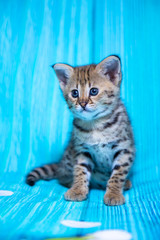 Obraz na płótnie Canvas F1 Savannah kitten on a blue background