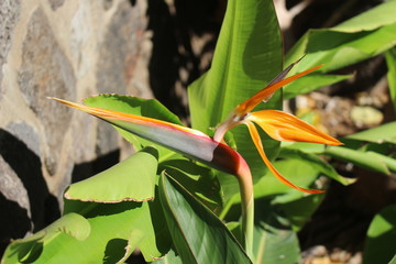 Bird of Paradise