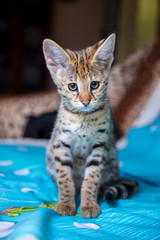 Kitten Savannah F1 at home