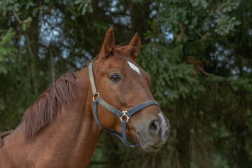Pferdekopf im Profil