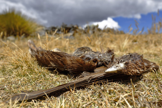 Detail of an Andean Caracara (Phalcoboenus megalopterus) juvenile found dead on the pastureland in its environment.