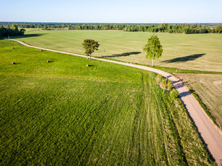 Drone Photo of the Road Between Trees in Colorful Early Spring - Surrounded with Dandelion Field