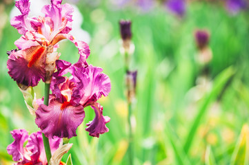 Iris rose fushia