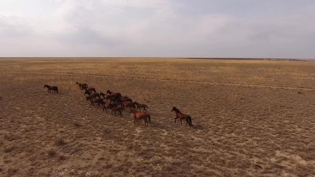a herd of horses runs across the steppe