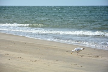 Möwe auf Futtersuche am Strand vor der Nordseeküste