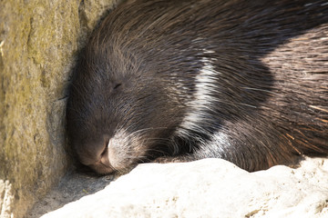schlafendes Stachelschwein