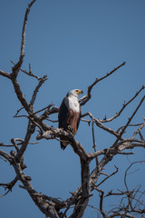 African Fish Eagle in Chobe National Park, Botswana