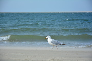 Möwe steht bei starkem Wind am Sandstrand mit Meer und Himmel im Hintergrund